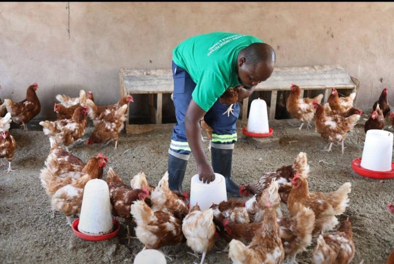 Destiny Lay Farm building business traction through digital platforms.